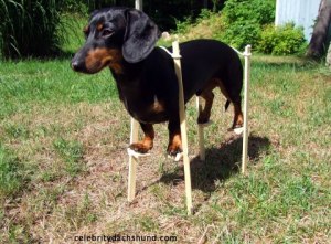 dachshund on stilts - Copy
